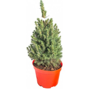 Smrk sivý Conica Picea glauca kontejnerovaný stromek vysoký 50 60 cm