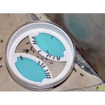 Neudorff Loxiran mravenčí bufet (2ks)