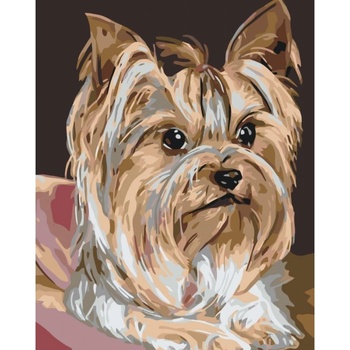 MALUJEŠ Malování podle čísel JORKŠÍRKA Rozměr 60 x 80 cm Rámování bez rámu a bez vypnutí plátna