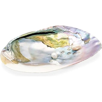 Milujeme Kameny vykuřovací mušle Abalone 2