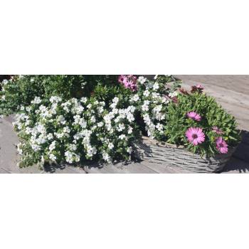 Morex Květináč proutěný šedý 60 x 19 x 14 cm