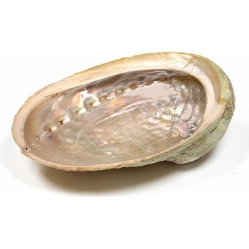 Nefertitis Abalon mušle leštěná vykuřovací miska L 16 až 18 cm NF19944 - cca 16,5 až 18 cm