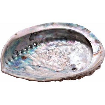 Nefertitis Abalon mušle leštěná vykuřovací miska M 15 až 16 cm NF42893 - cca 15 až 16 cm