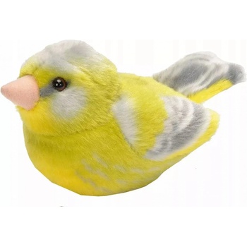 ptáček Zvonek zelený