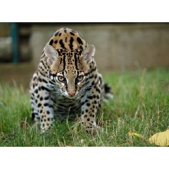 Večerní krmení šelem