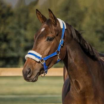Waldhausen Ohlávka Elegant night modrá