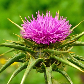 Ostropestřec mariánský Silybum marianum semena ostropestřce 40 ks
