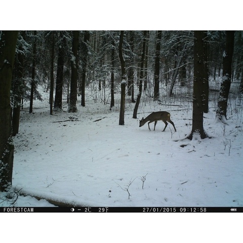 ForestCam LS880